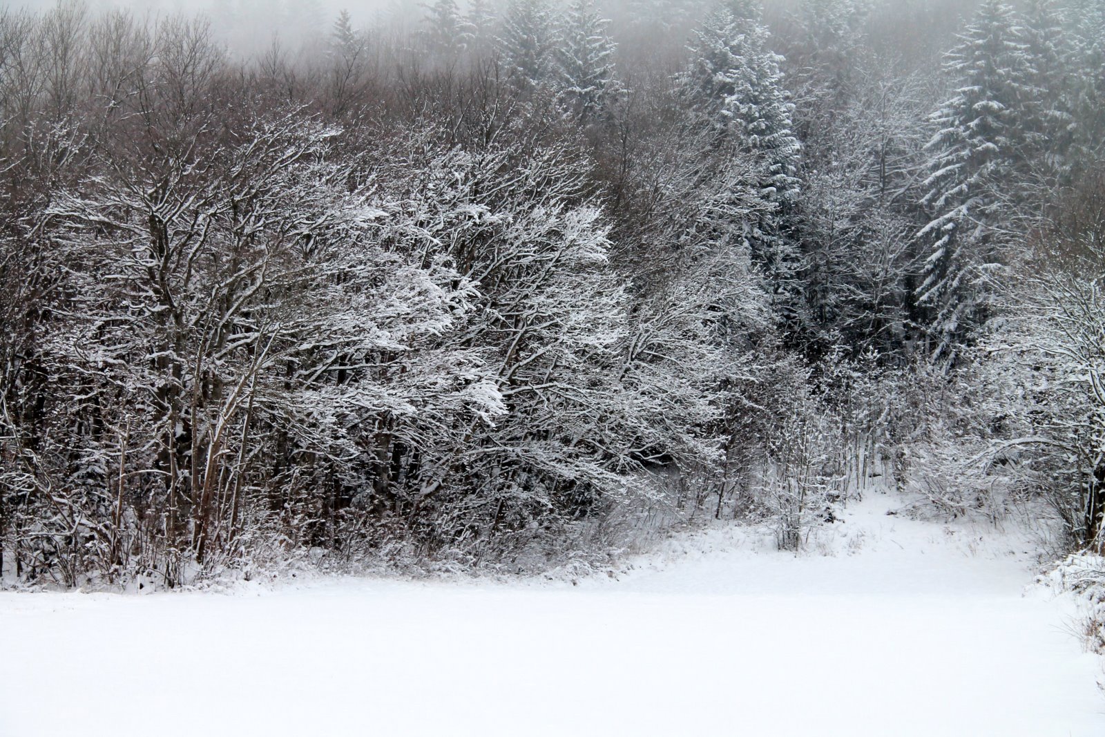 Fonds d'cran Nature Saisons - Hiver tapis blanc