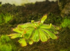 Fonds d'cran Nature rossolis d'Alice (drosera aliciae)