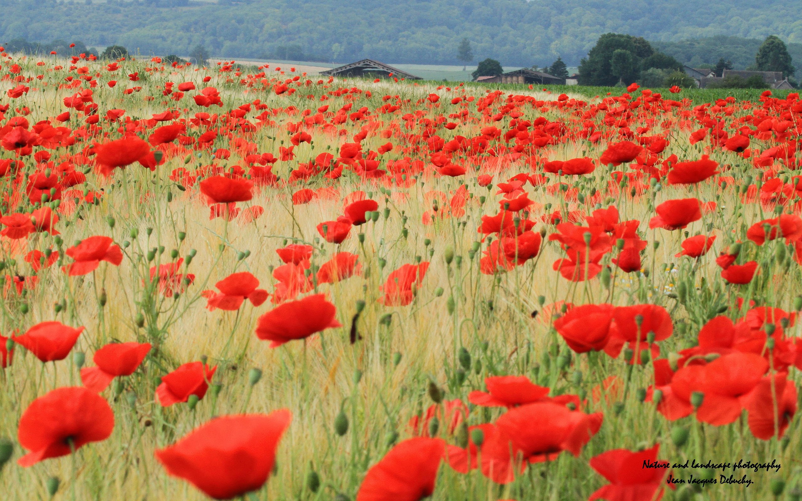 Fonds d'cran Nature Champs - Prairies Coquelicot