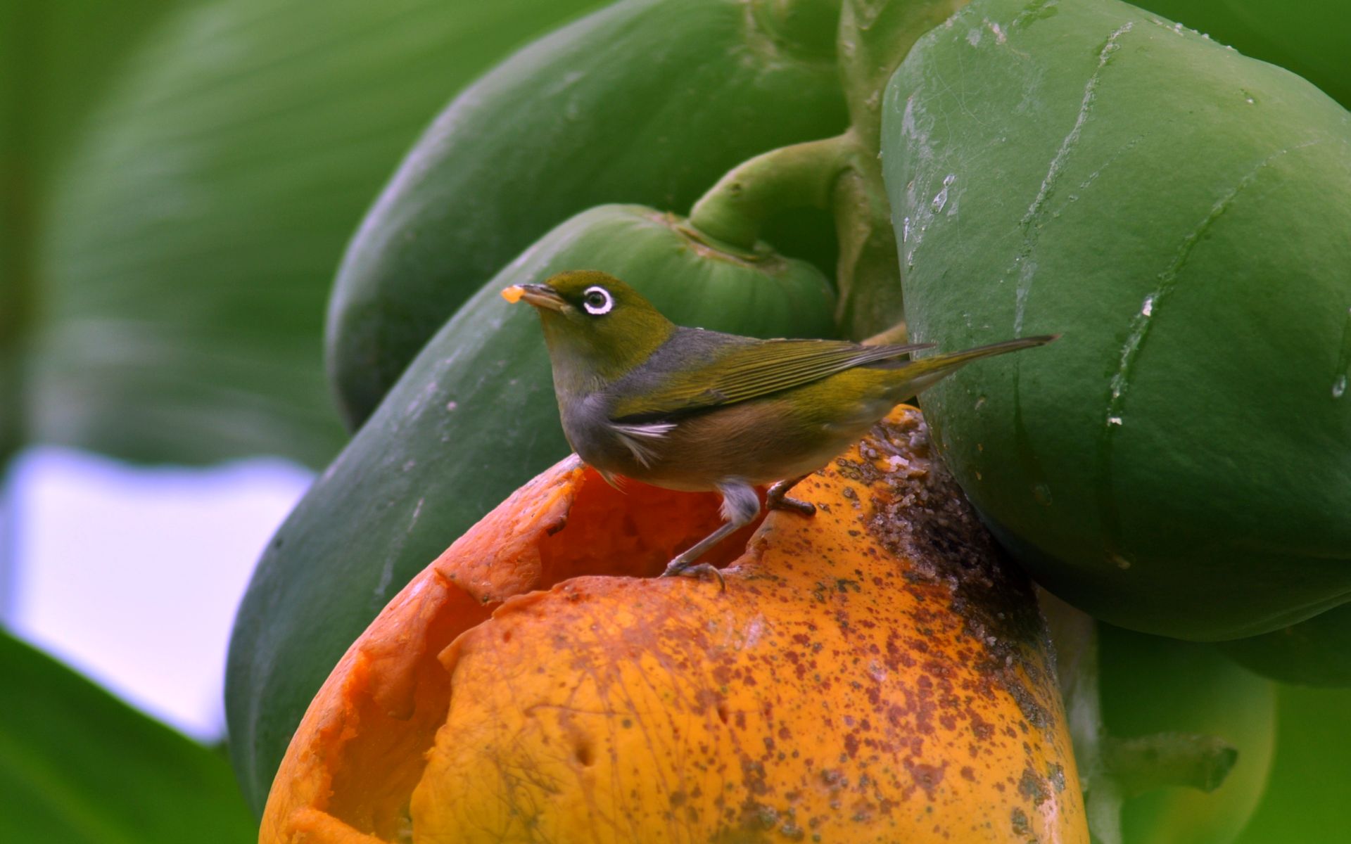 Fonds d'cran Animaux Oiseaux - Divers Festin