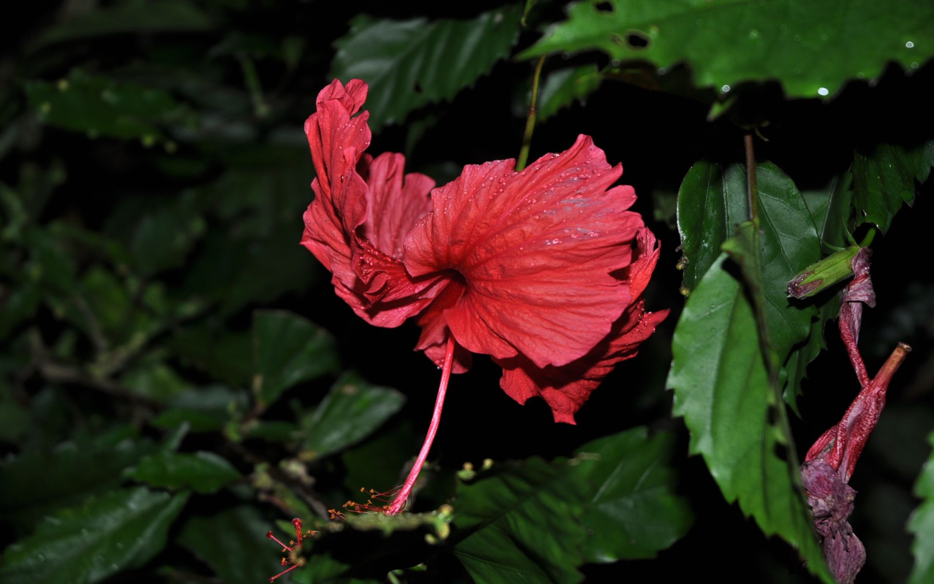 Fonds d'cran Nature Fleurs Hibiscus