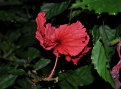 Fonds d'cran Nature Hibiscus