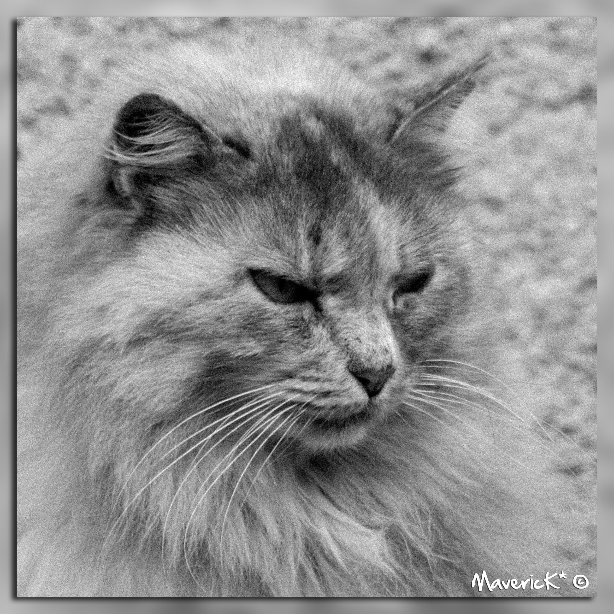 Fonds d'cran Animaux Chats - Chatons Chat NB