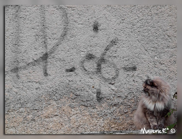 Fonds d'cran Animaux Chats - Chatons Chat sympa