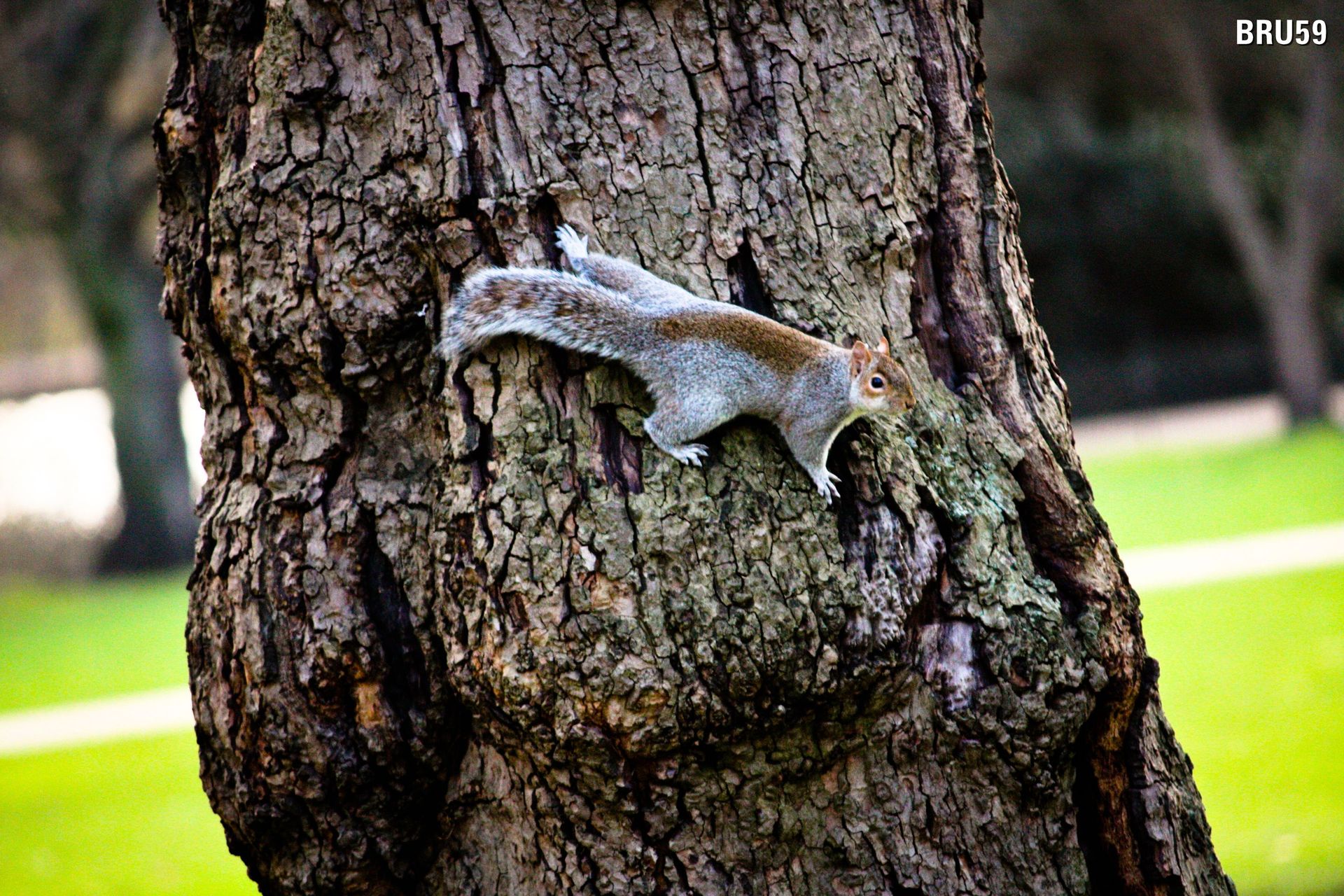 Fonds d'cran Animaux Rongeurs - Ecureuils Ecureuil agripp sur un arbre