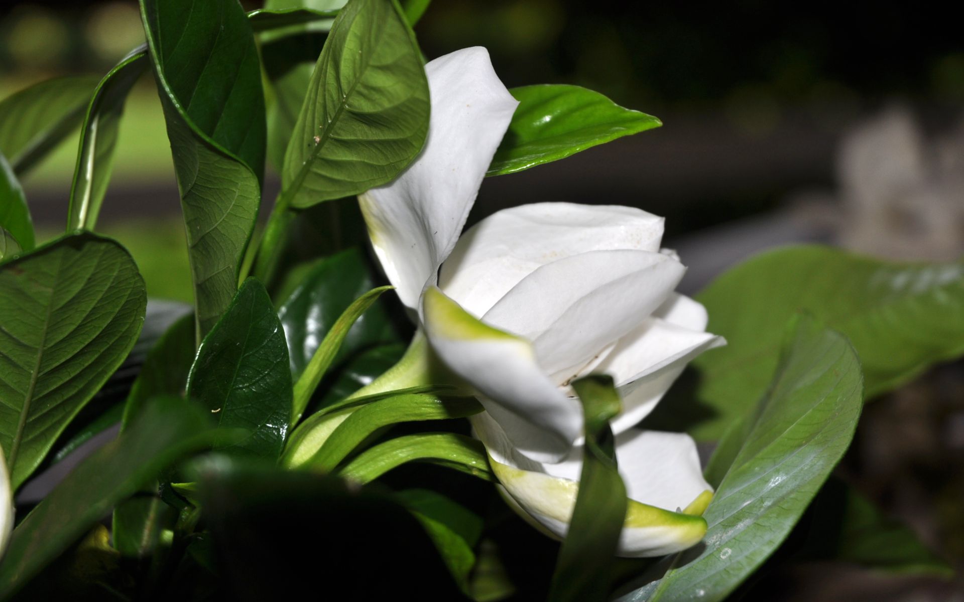 Fonds d'cran Nature Fleurs 