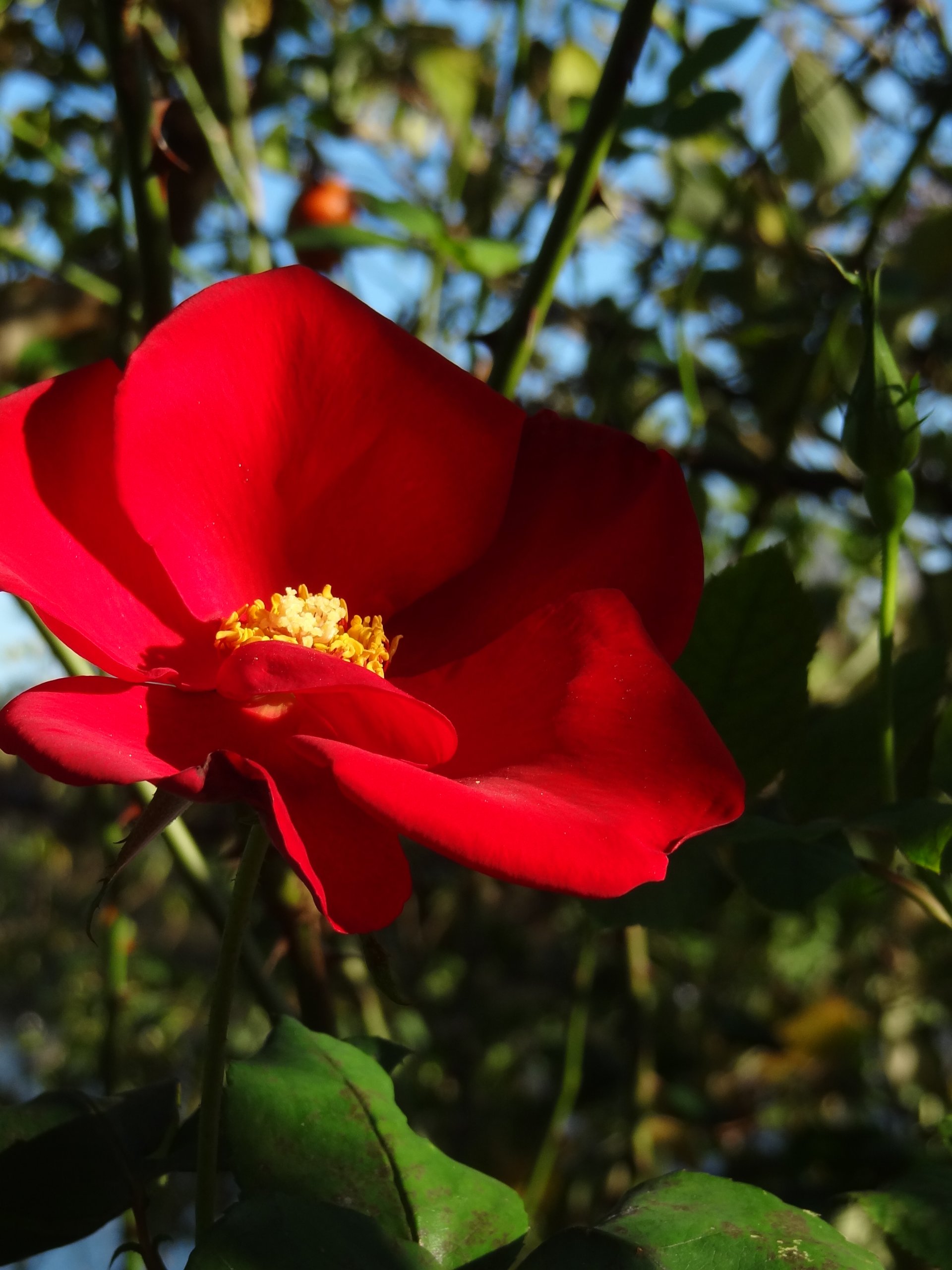 Fonds d'cran Nature Fleurs Alle des fleurs