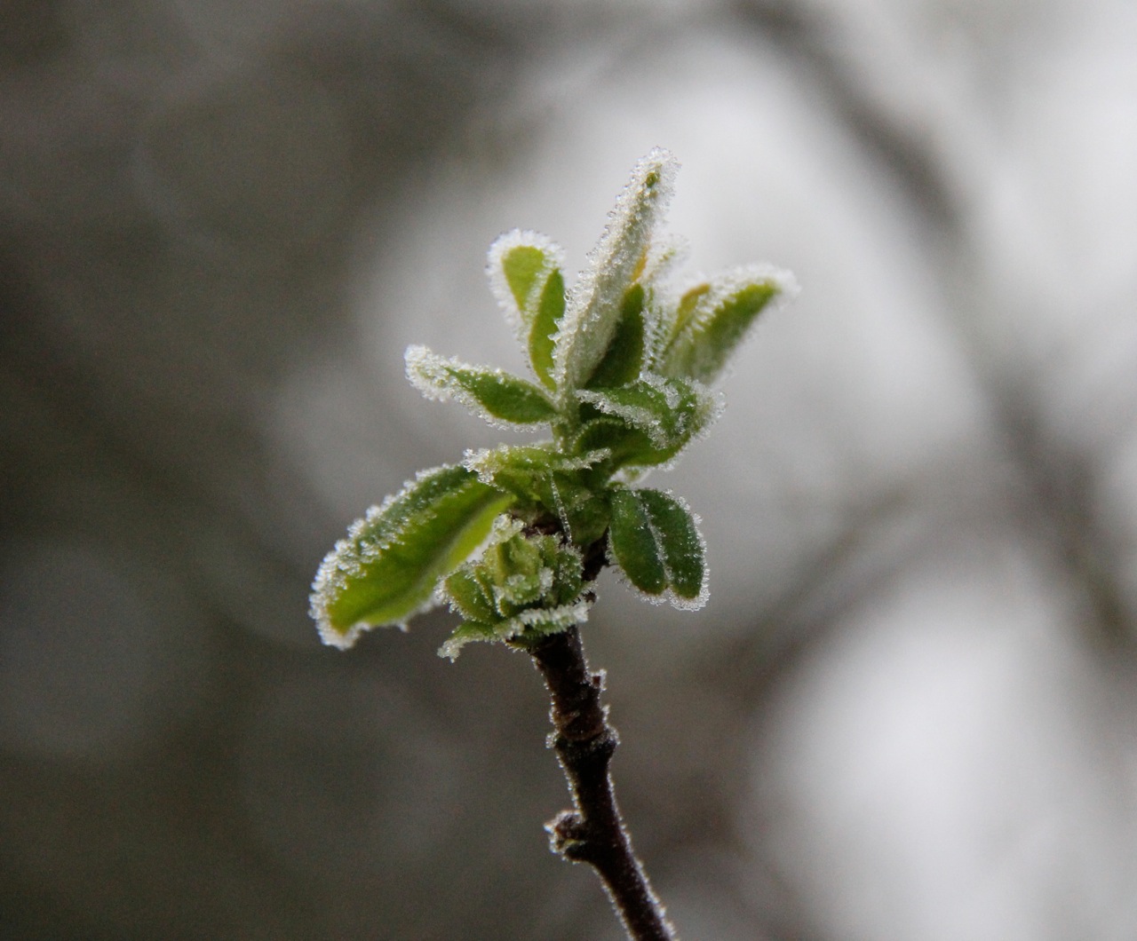 Wallpapers Nature Saisons - Winter 