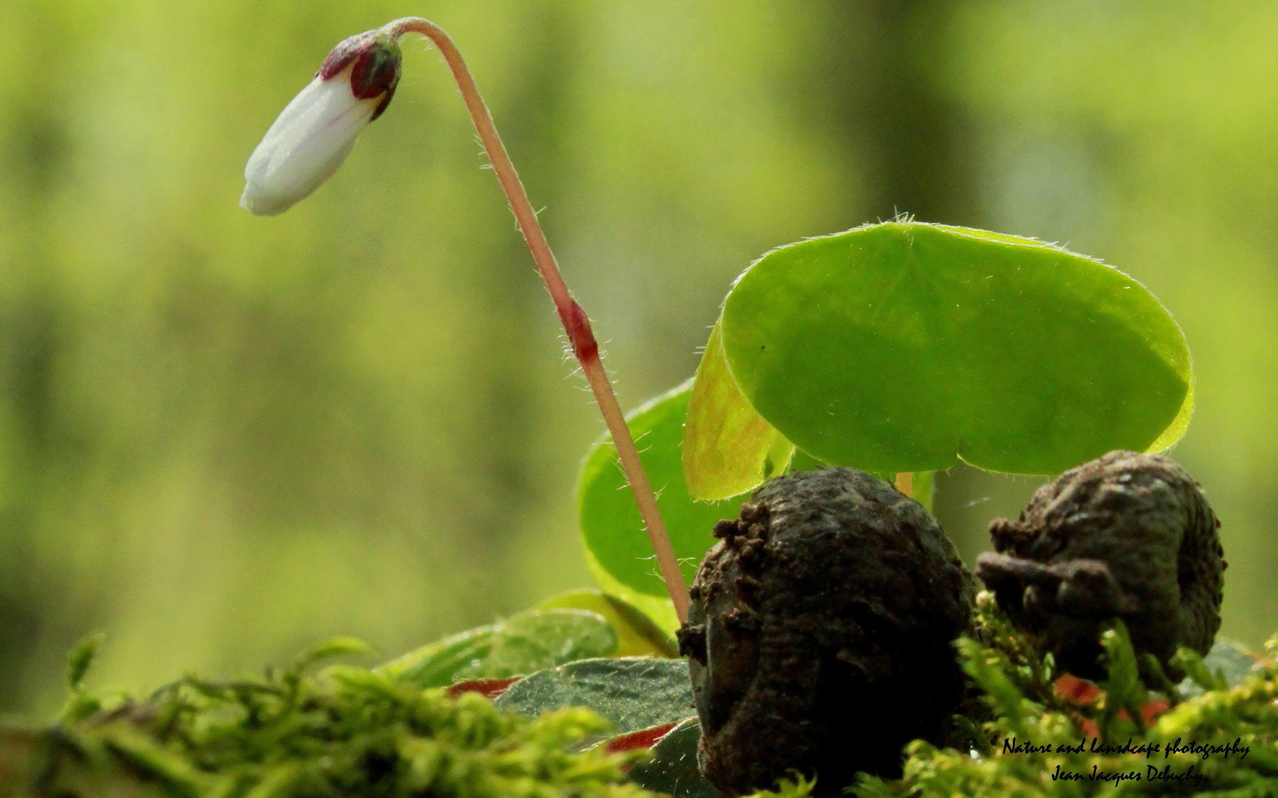 Wallpapers Nature Flowers Emergence