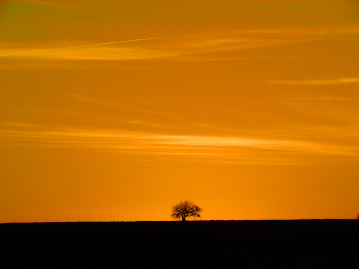 Fonds d'cran Nature Arbres - Forts 