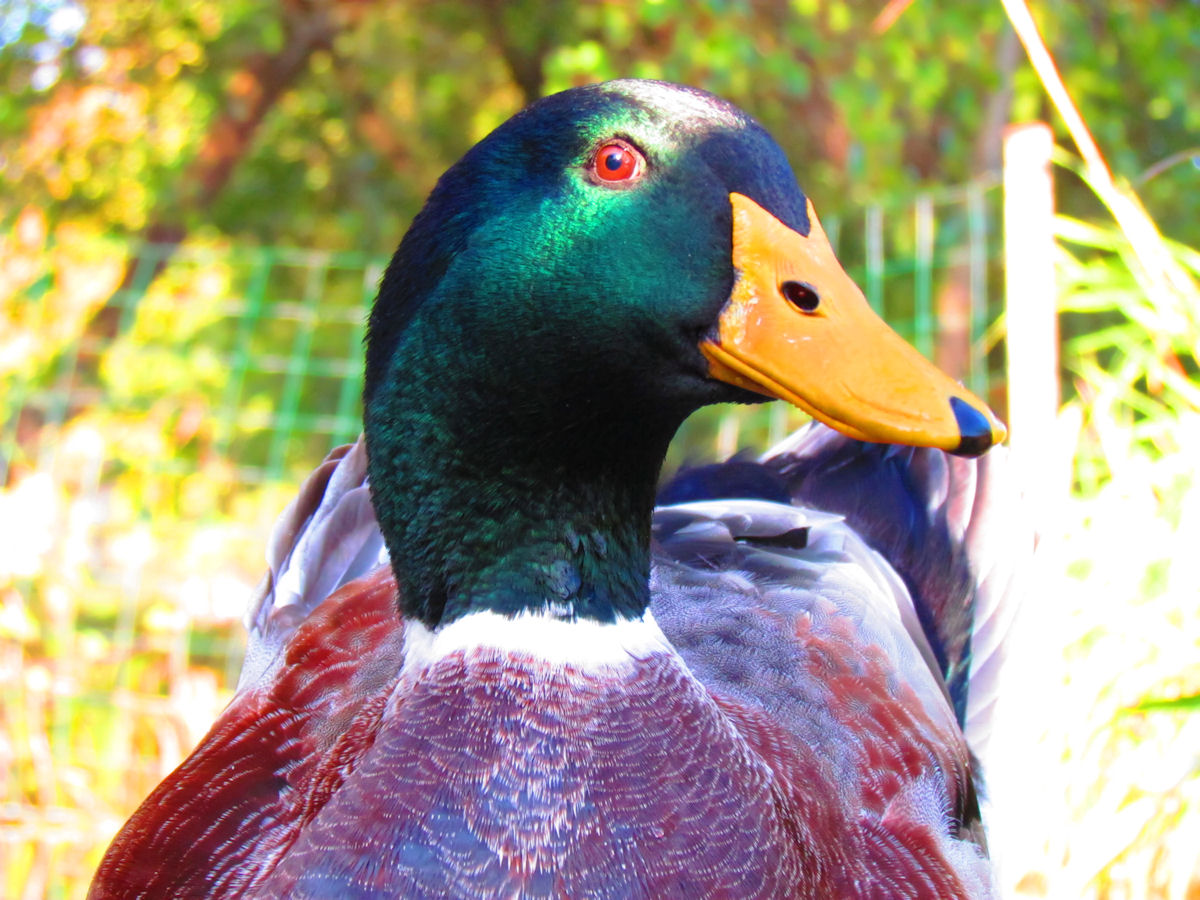 Fonds d'cran Animaux Oiseaux - Canards 