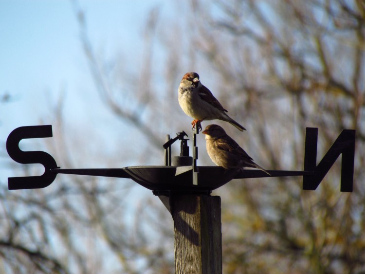 Fonds d'cran Animaux Oiseaux - Moineaux Wallpaper N290718