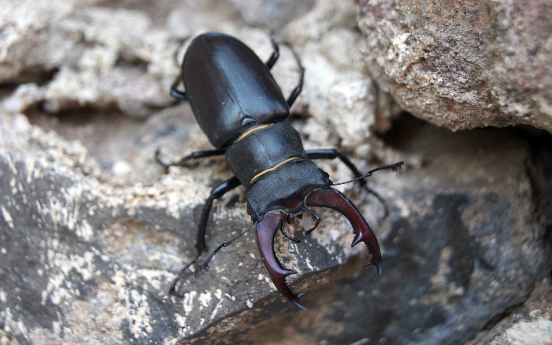 Fonds d'cran Animaux Insectes - Scarabes 