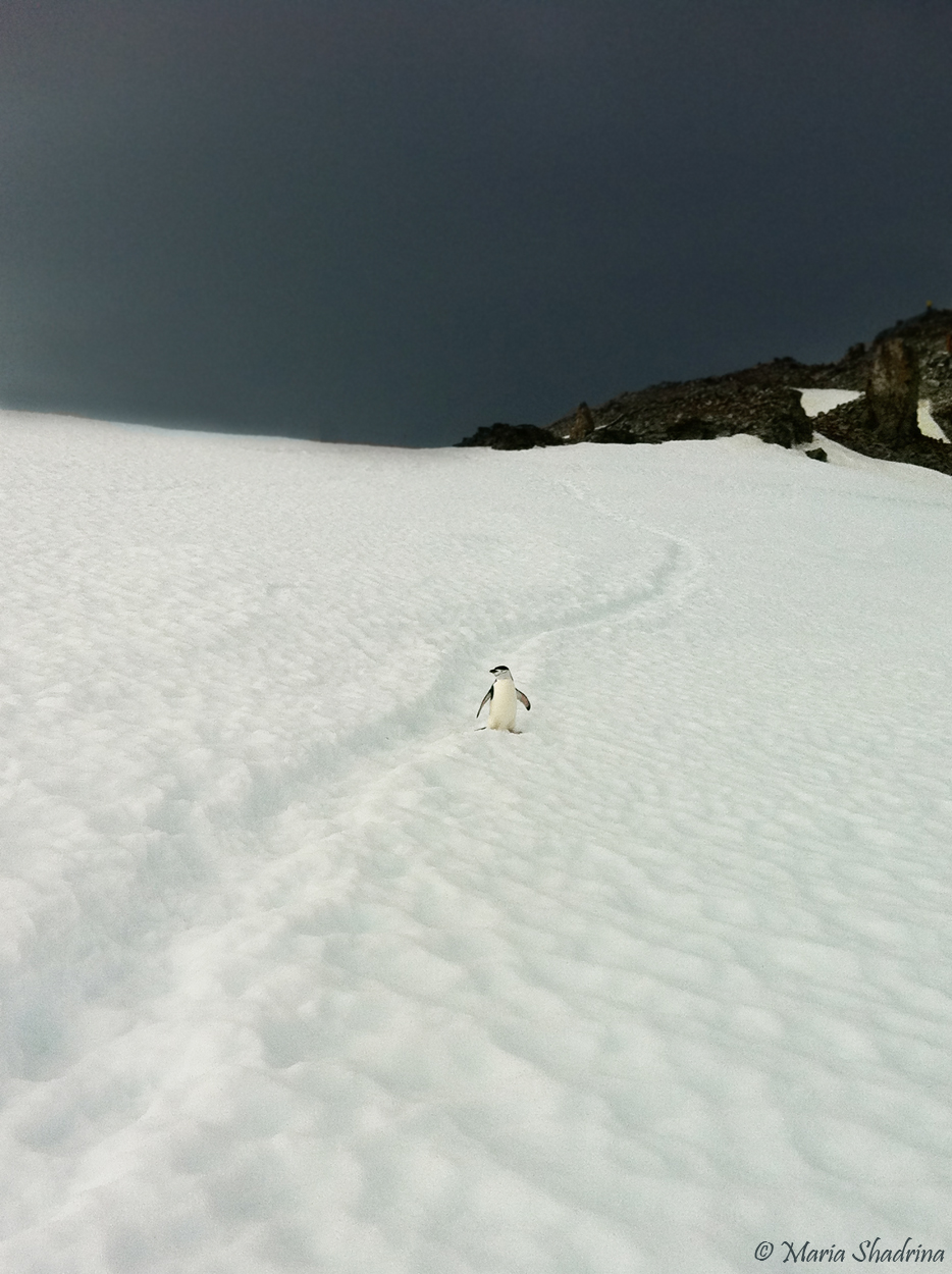 Fonds d'cran Voyages : Amrique du sud Antarctique 