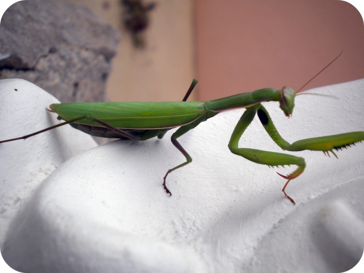 Fonds d'cran Animaux Insectes - Mantes Religieuse Wallpaper N290748