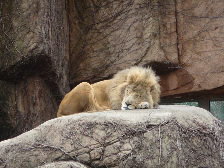 Fonds d'cran Animaux Flins - Lions Lion - Zoo Chicago