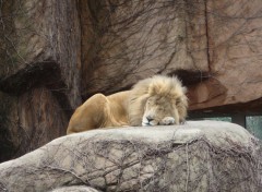 Wallpapers Animals Lion - Zoo Chicago