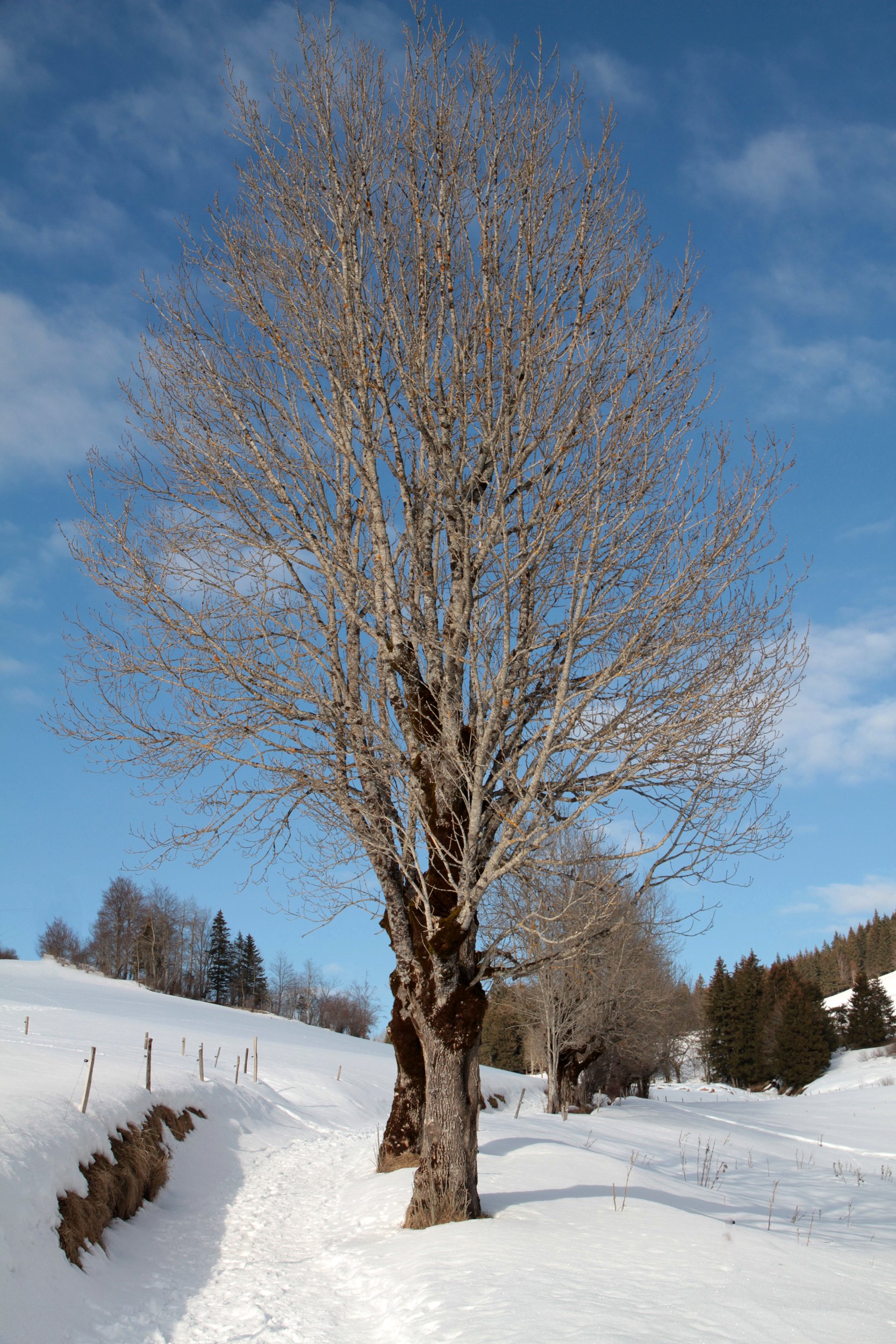 Fonds d'cran Nature Arbres - Forts 