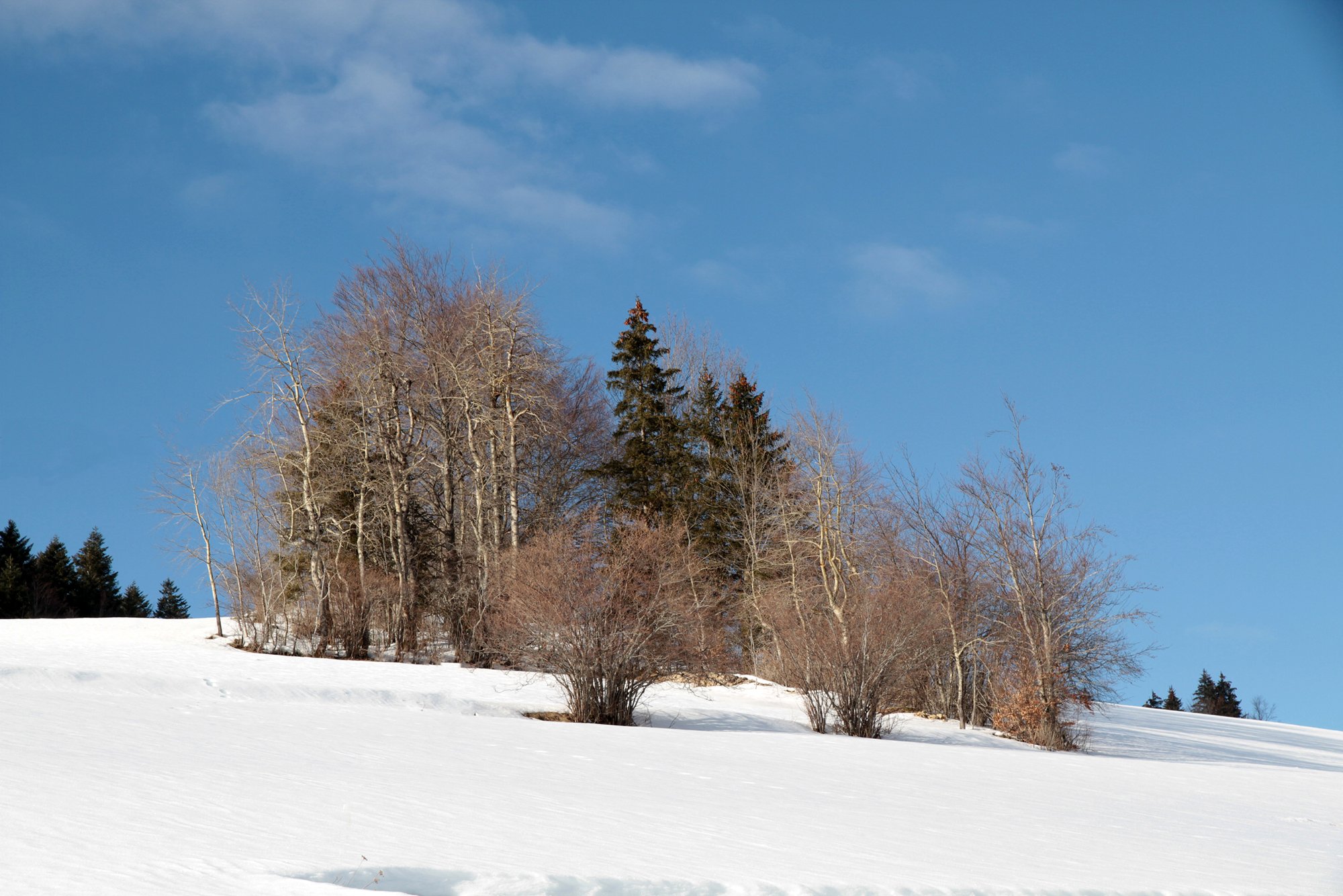 Fonds d'cran Nature Arbres - Forts 