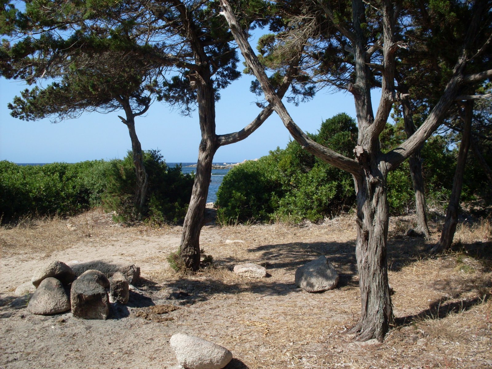 Fonds d'cran Nature Arbres - Forts 