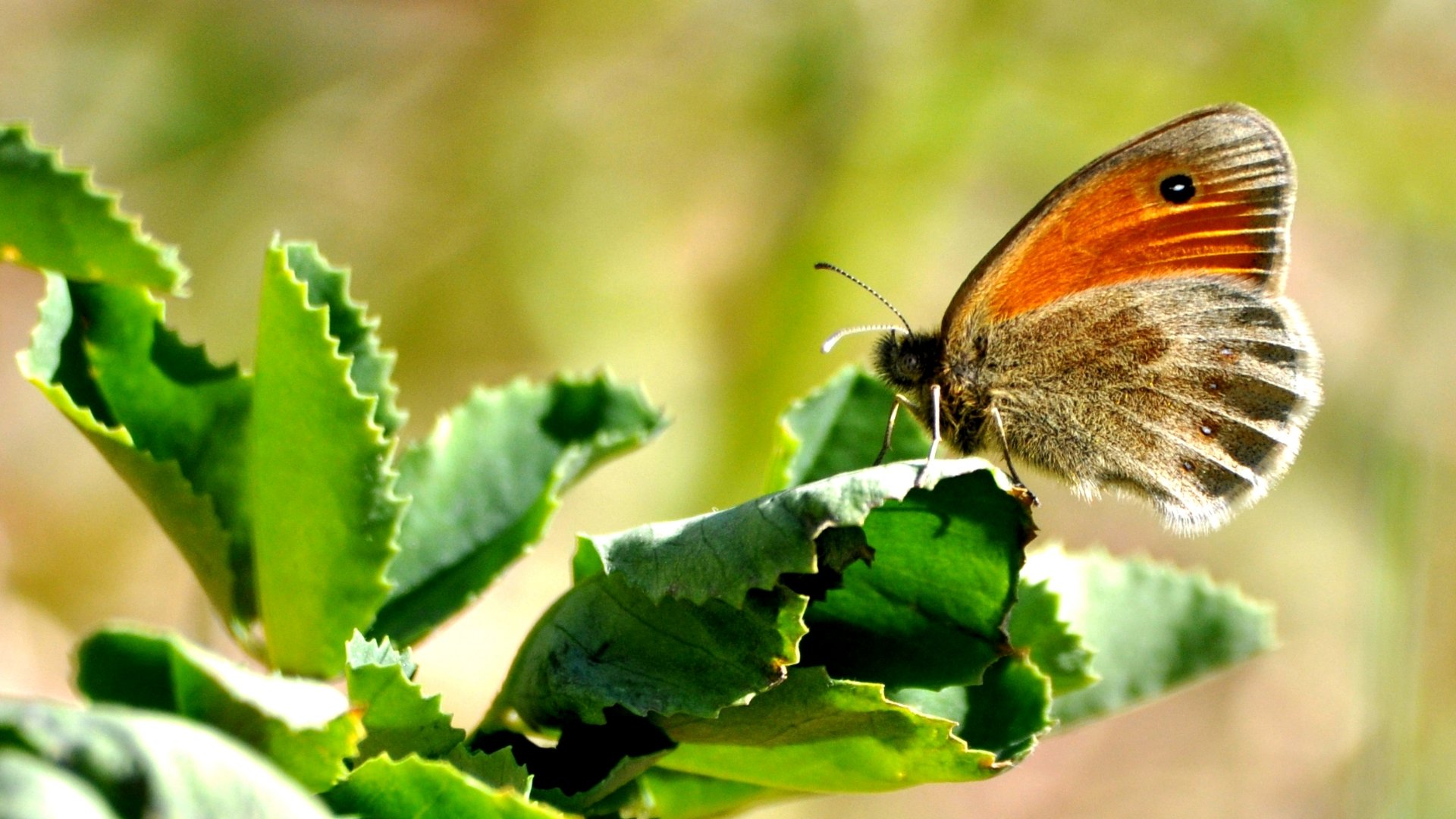 Fonds d'cran Animaux Insectes - Papillons papipi ^^