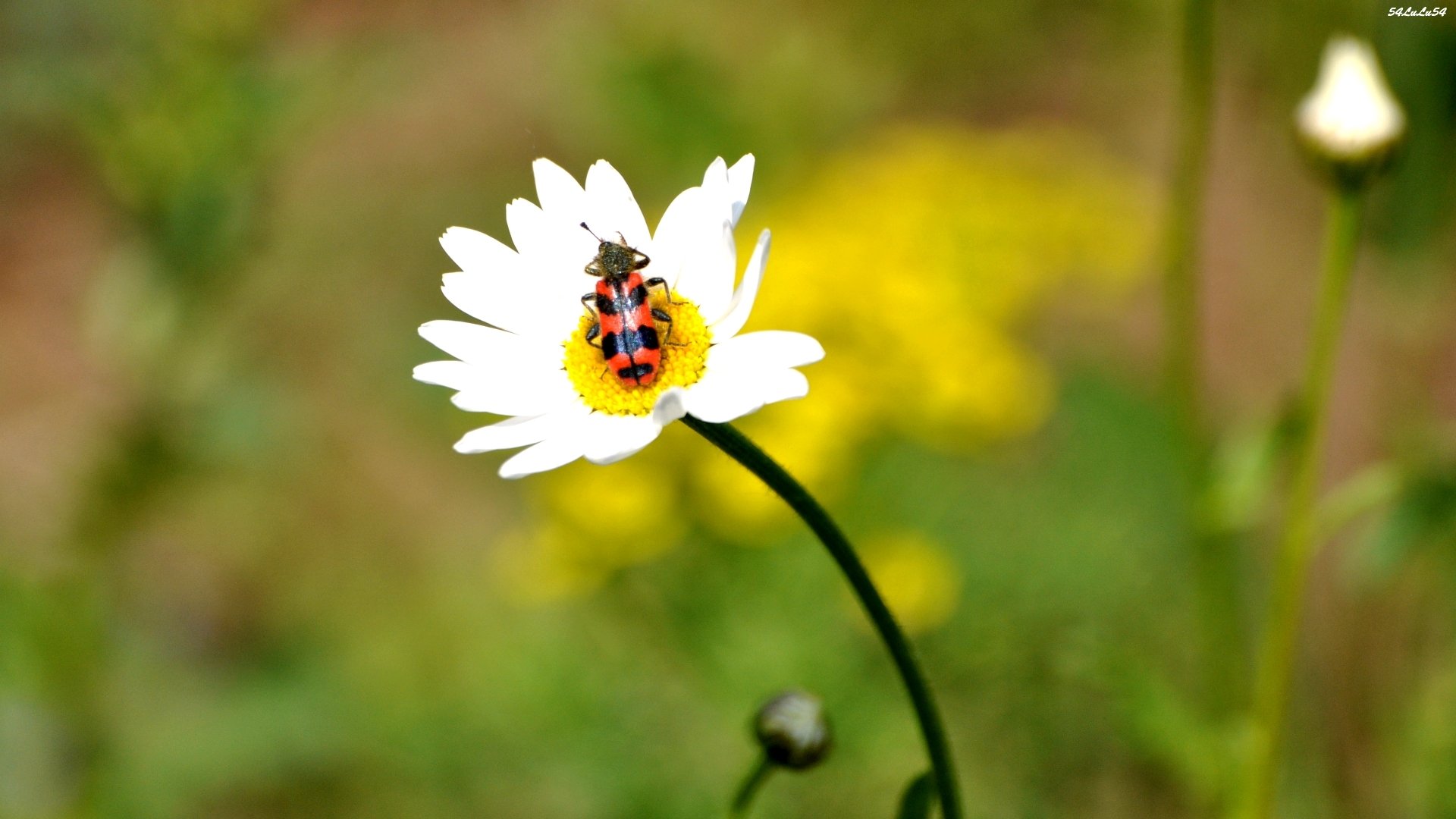 Fonds d'cran Animaux Insectes - Divers drole bebete ...