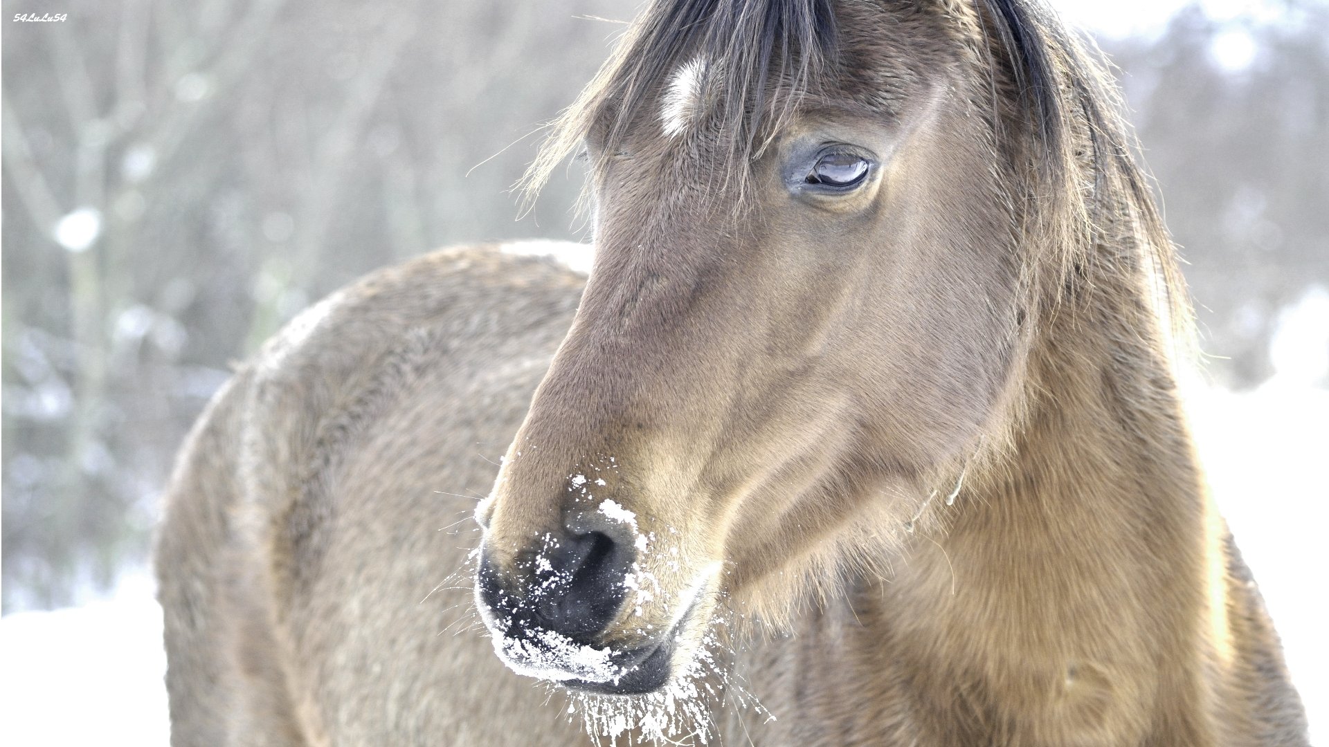 Fonds d'cran Animaux Chevaux CHEVAL ENNEIGE ...