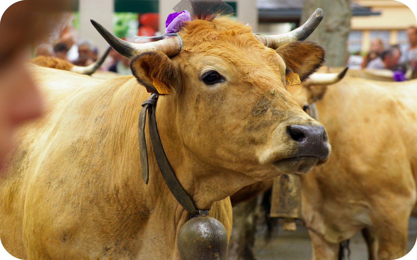 Wallpapers Animals Cows - Bulls - Beef 