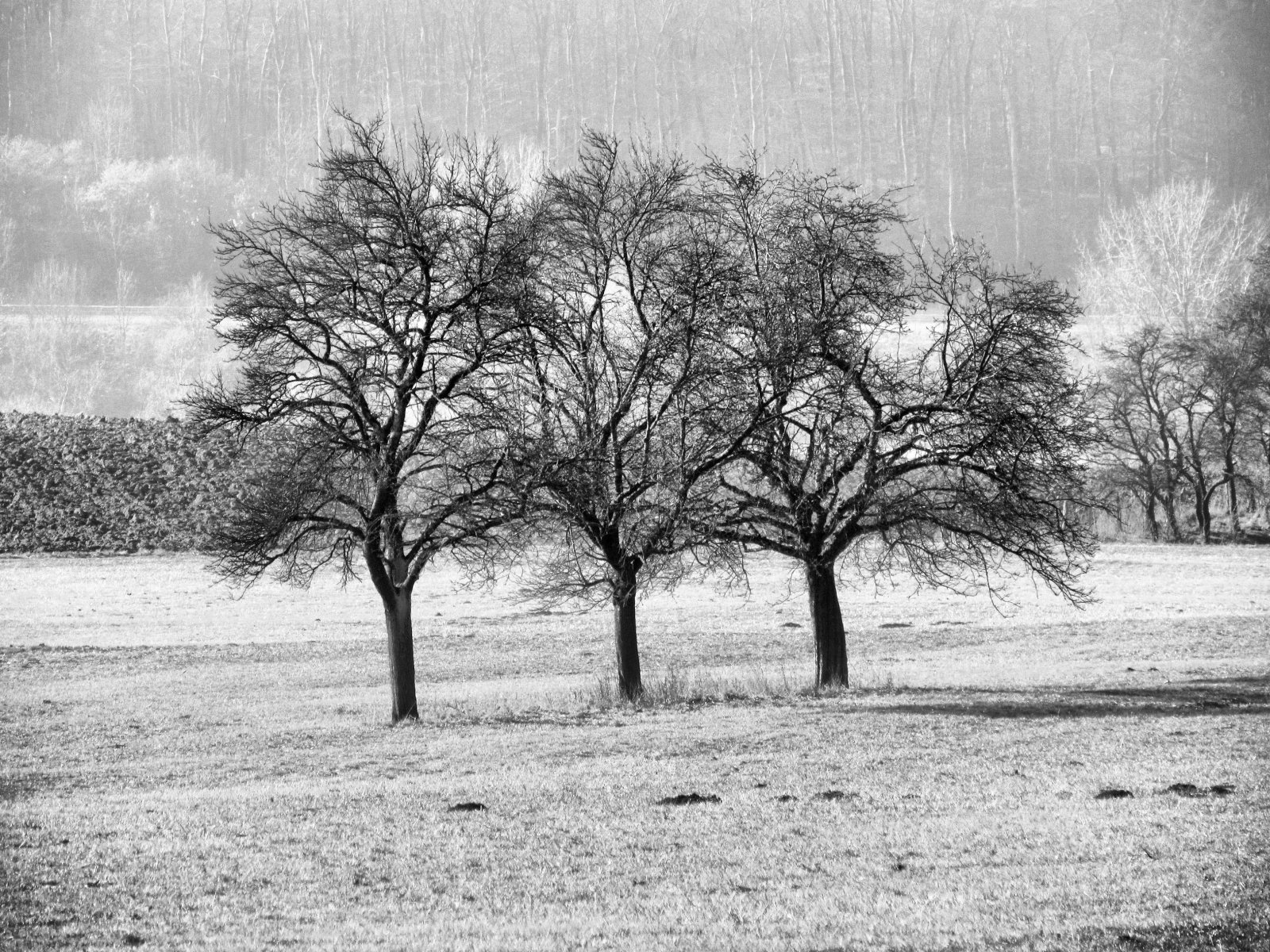 Fonds d'cran Nature Arbres - Forts 