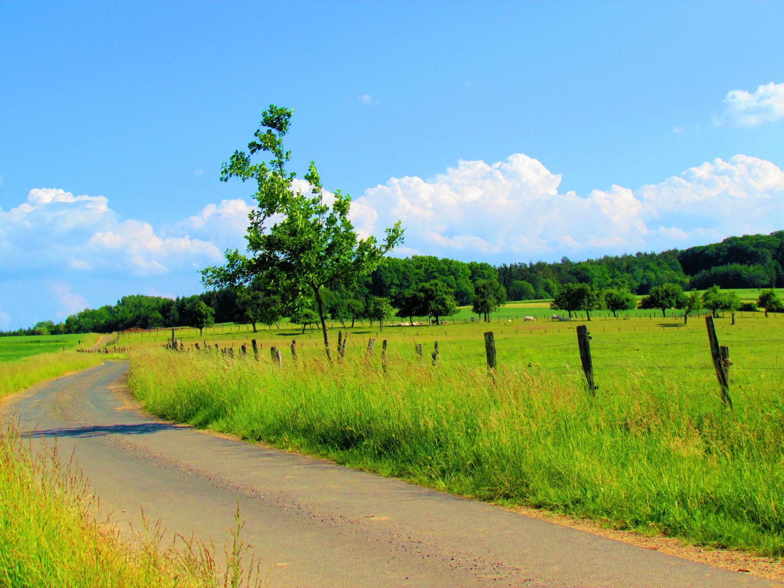 Wallpapers Nature Paths 