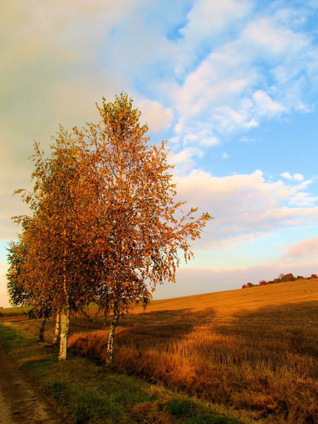 Wallpapers Nature Trees - Forests 