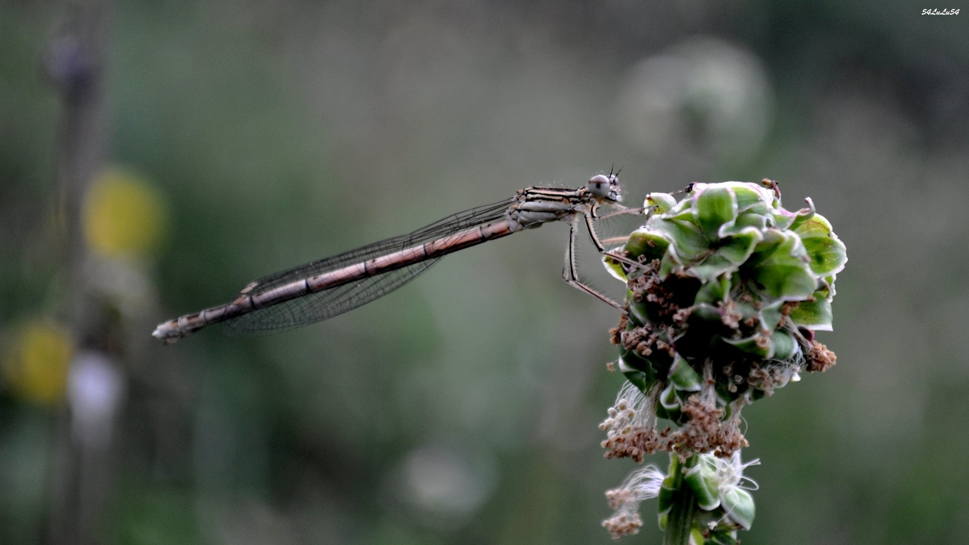 Wallpapers Animals Insects - Dragonflies ETRANGE BEBETTE ... ^^