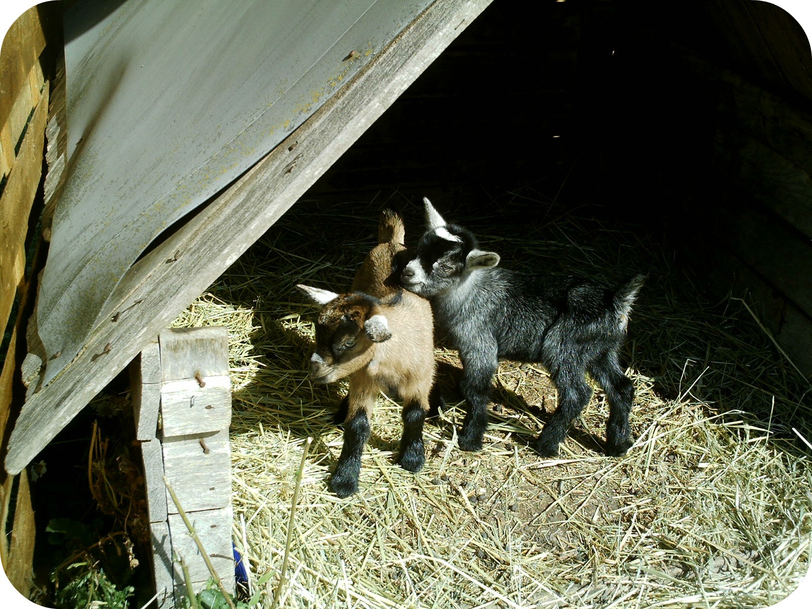 Fonds d'cran Animaux Chèvres 