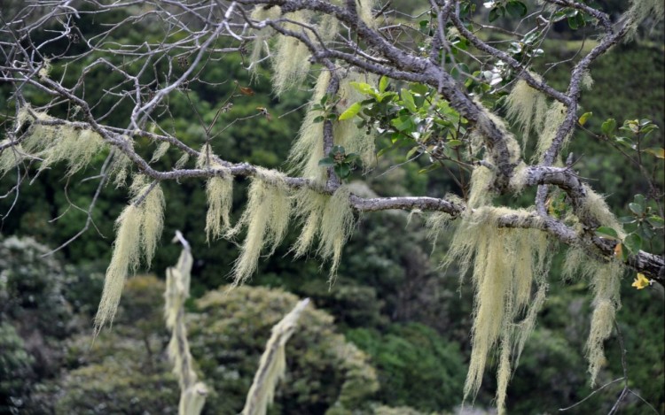 Fonds d'cran Nature Arbres - Forts Cheveux au vent