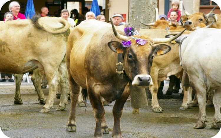 Fonds d'cran Animaux Vaches - Taureaux - Boeufs Wallpaper N290845