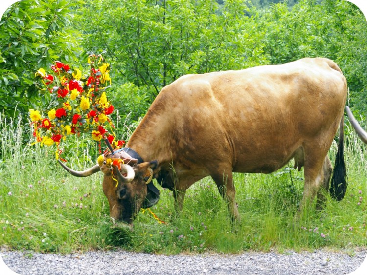 Fonds d'cran Animaux Vaches - Taureaux - Boeufs Wallpaper N290808