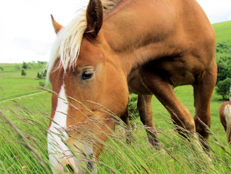 Wallpapers Animals Horses Wallpaper N290861