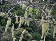 Fonds d'cran Nature Cheveux au vent