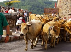 Fonds d'cran Animaux Image sans titre N290847