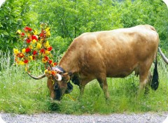 Fonds d'cran Animaux Image sans titre N290808