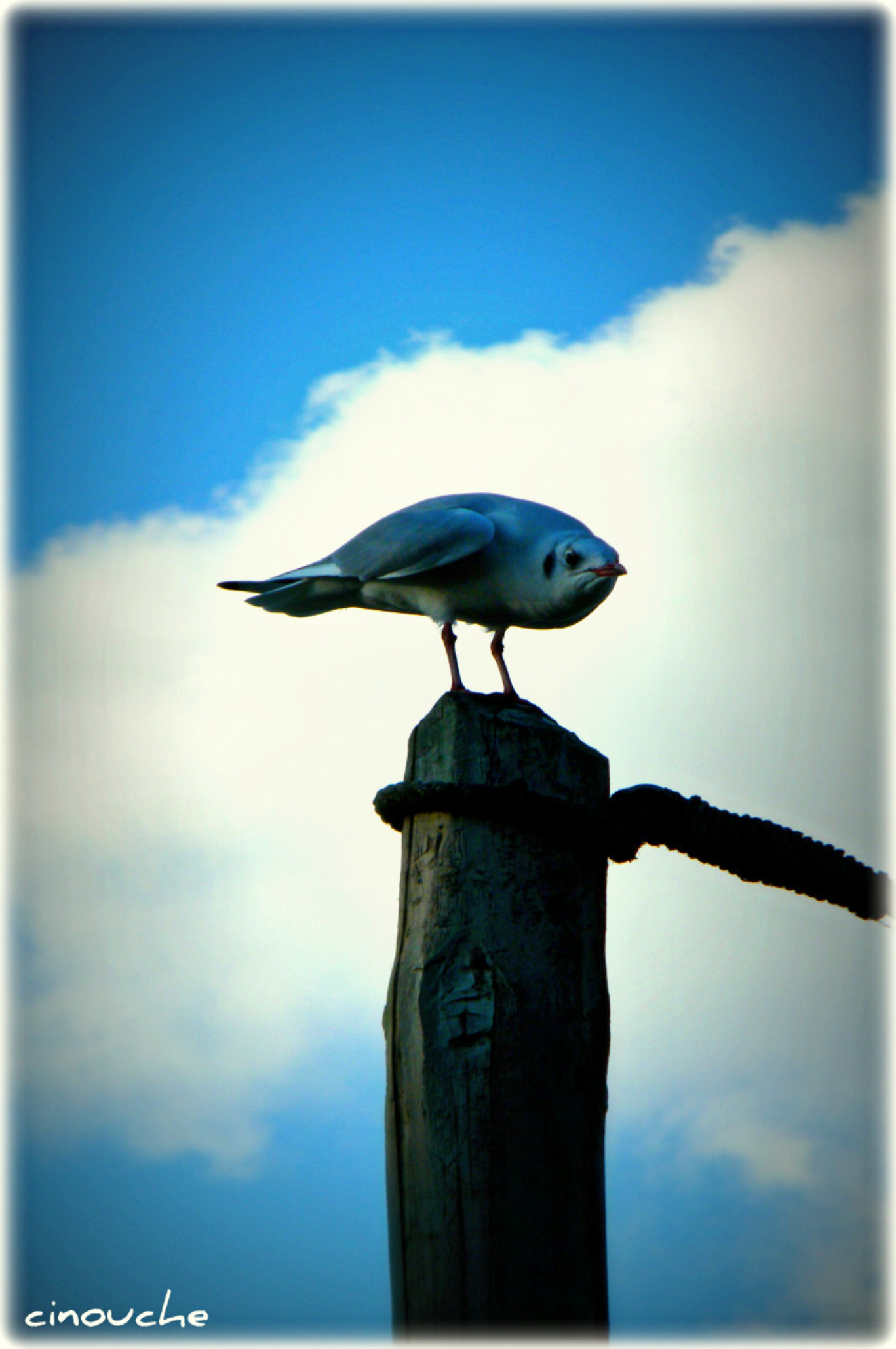 Wallpapers Animals Birds - Gulls 