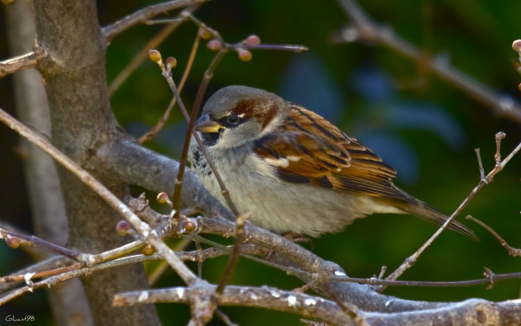 Fonds d'cran Animaux Oiseaux - Moineaux Cach 