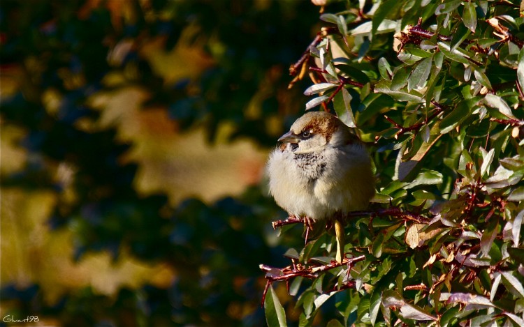 Fonds d'cran Animaux Oiseaux - Moineaux Au balcon