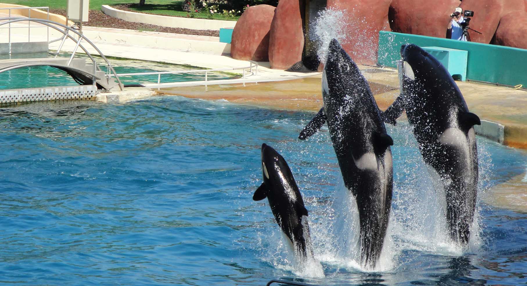 Fonds d'cran Animaux Vie marine - Orques Le grand saut