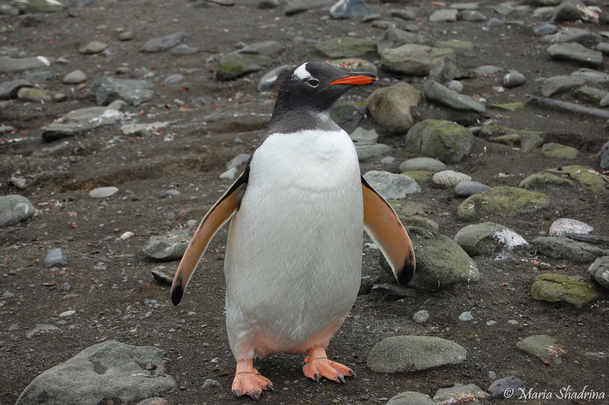 Fonds d'cran Voyages : Amrique du sud Antarctique 