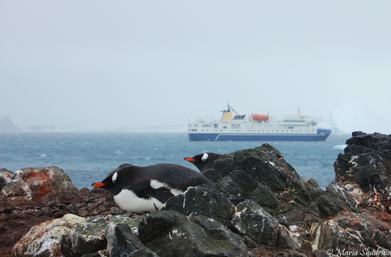 Wallpapers Trips : South America Arctica 