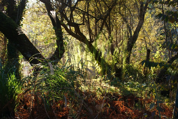 Wallpapers Nature Trees - Forests mangrove landaise