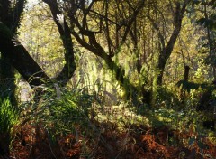 Fonds d'cran Nature mangrove landaise