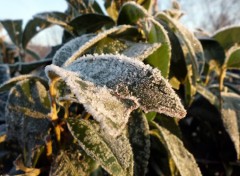 Fonds d'cran Nature Givre au soleil