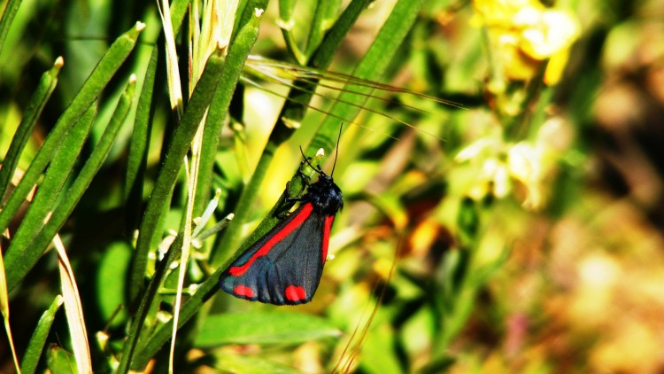 Wallpapers Animals Insects - Butterflies Papillon